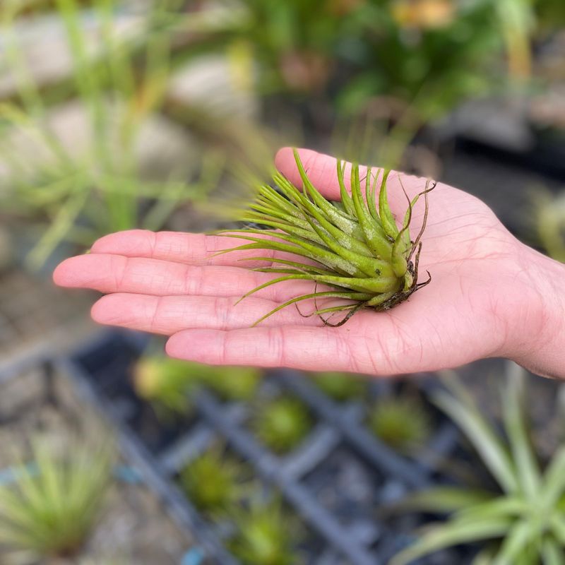 Air Plants (Tillandsia Spp.)
