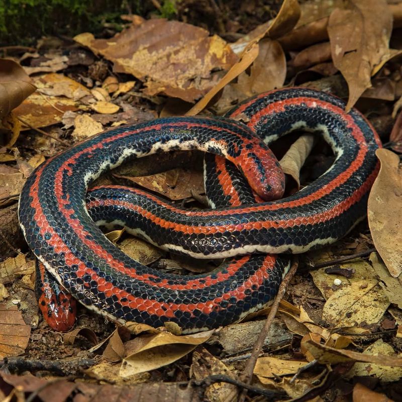 Melting Snow Reveals Their Hiding Spots