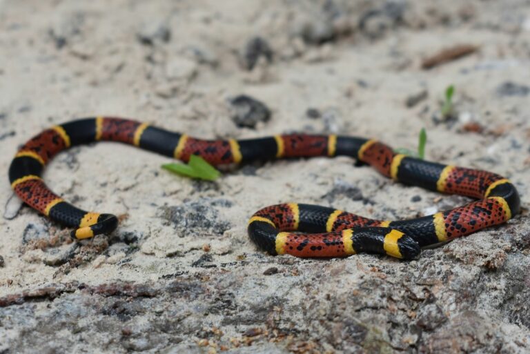texas coral snake