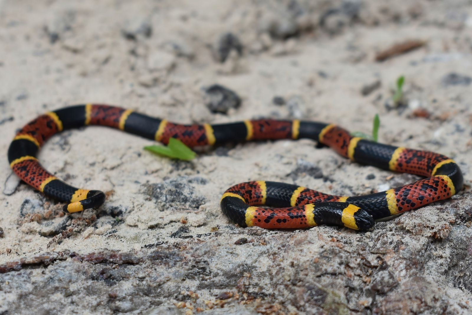 texas coral snake