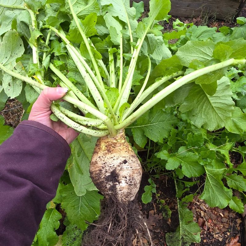 Turnips Fill Out Quickly In Atlanta's Cool Early Spring Soil