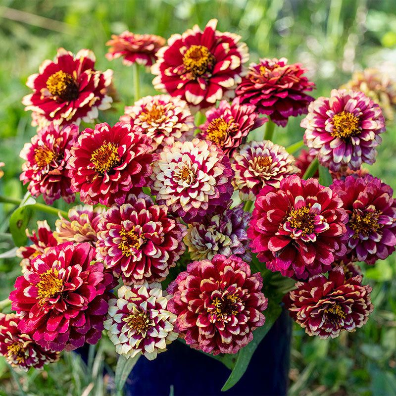 Zinnia (Zinnia elegans bicolor cultivars)