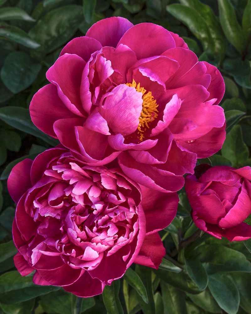 Peonies