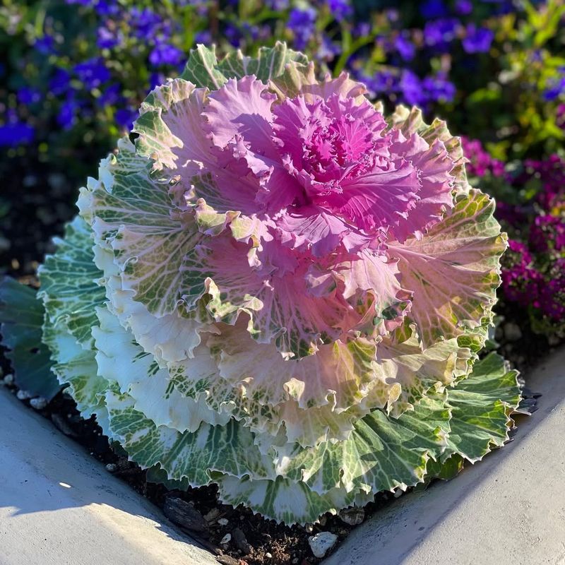 Ornamental Kale & Cabbage (Brassica Oleracea)