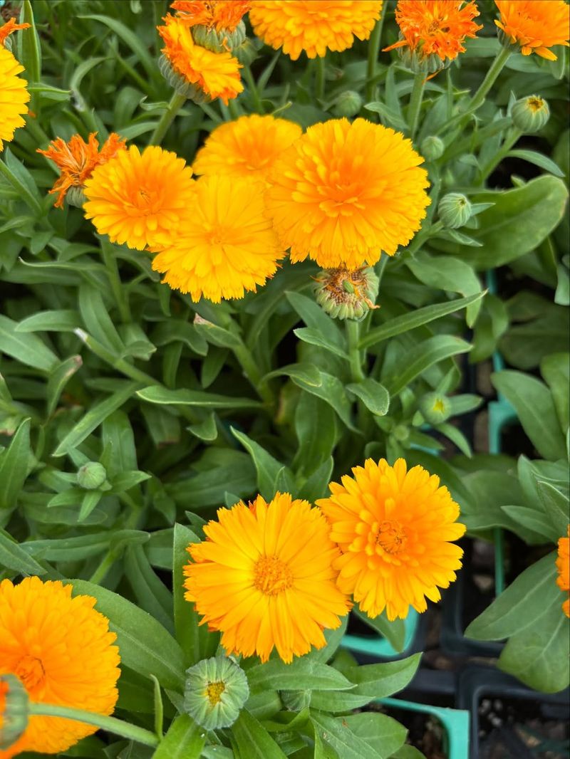 Calendula Adds Color And Grows Easily In Cool Conditions