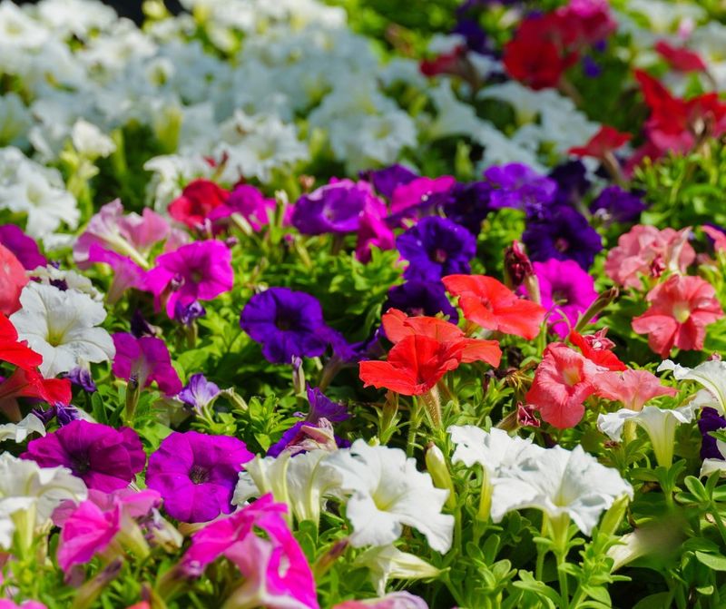 Petunias Light Up Beds