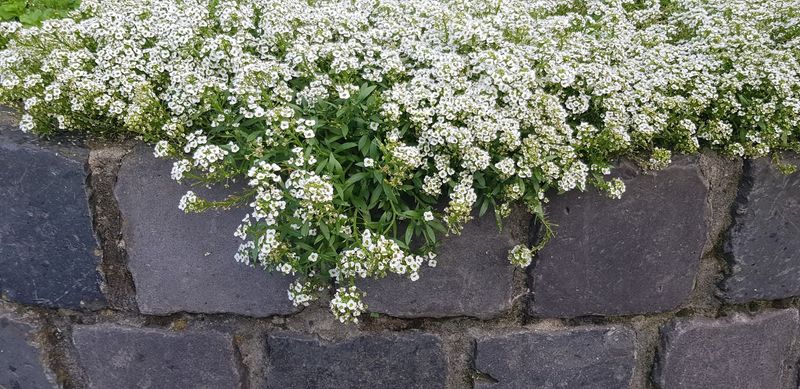 Sweet Alyssum Can Be Direct Sown In March