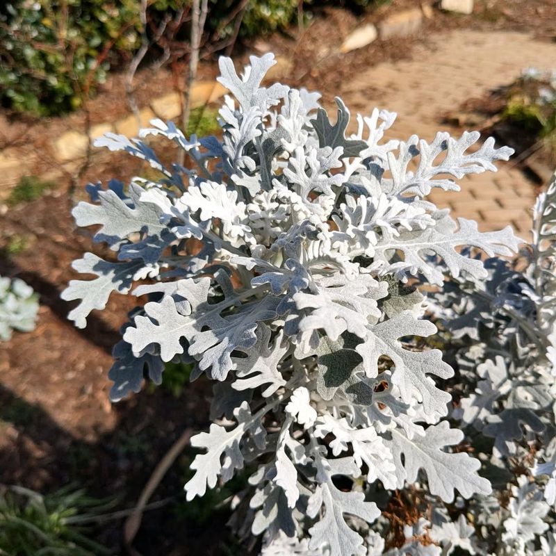 Dusty Miller Holds Its Shape Through Sun And Sudden Chill