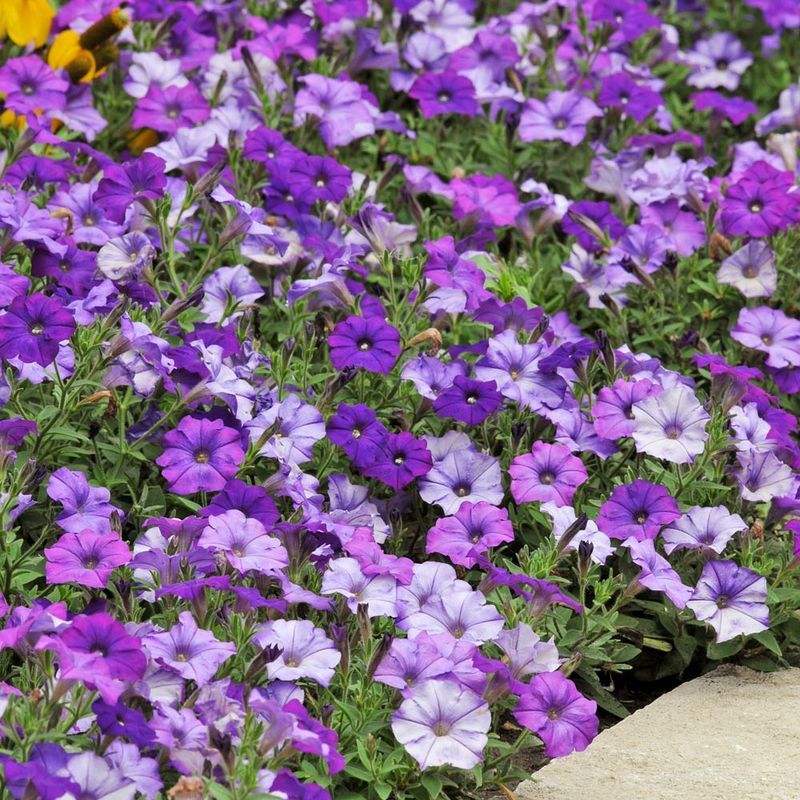 Petunias Spread Quickly And Cover Bare Ground