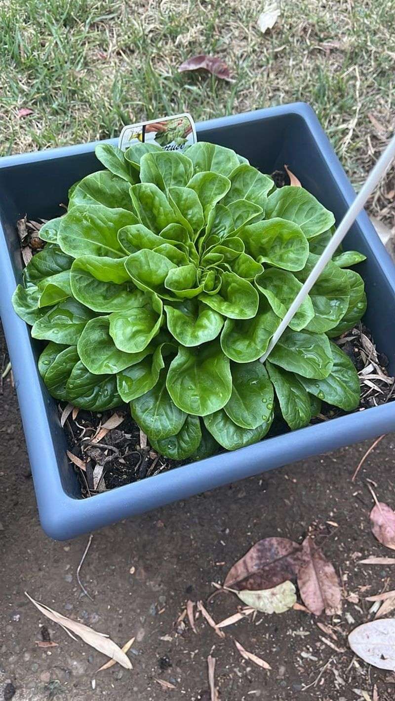 Lettuce Produces Fast While Temperatures Stay Mild