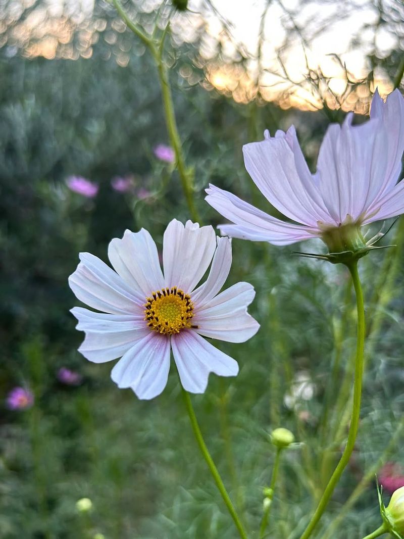 Cosmos Grow Fast From Seed
