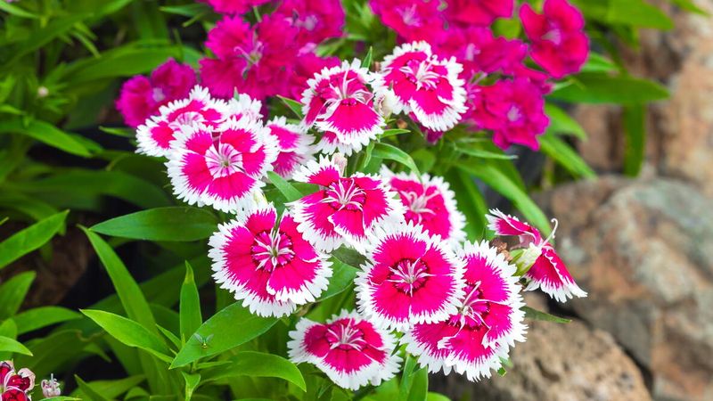 Dianthus Survives Cold Nights In Early Spring