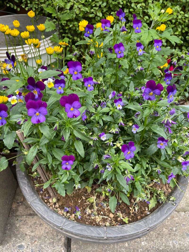 Pansies Keep Blooming Through Georgia's Cool Weather