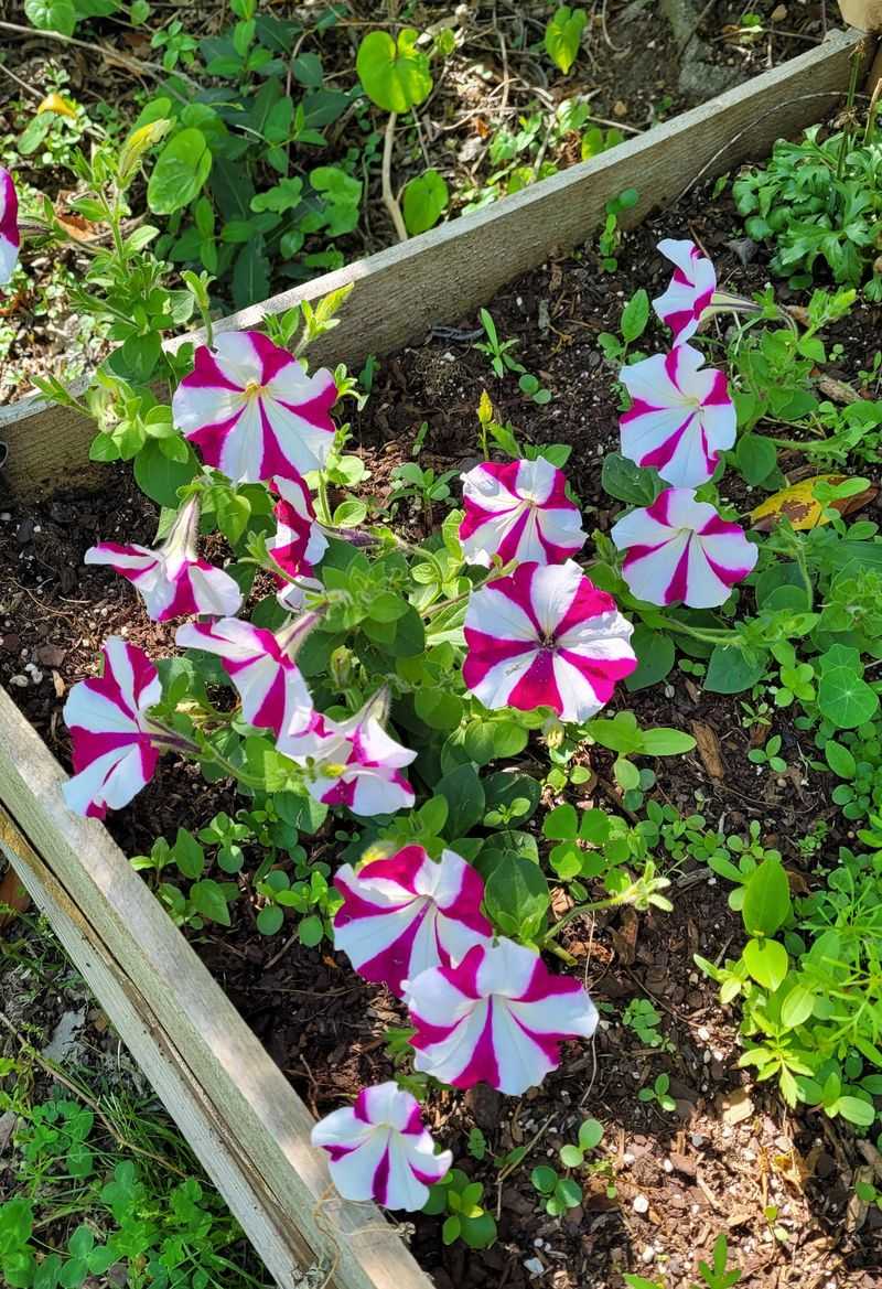 Petunias In Bold Color Combos That Hold Up In Georgia Heat