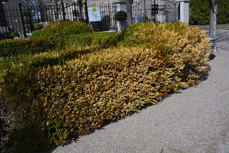 Lack Of Water Before Ground Freezes