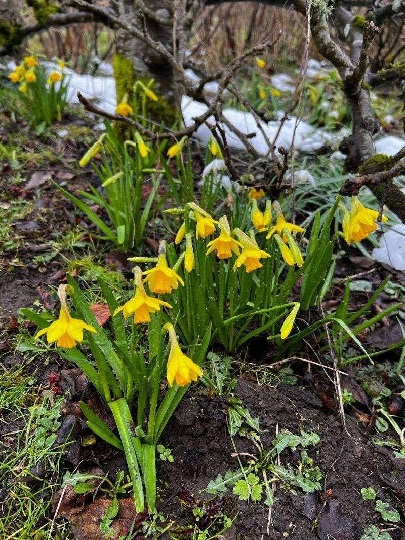 Open Daffodil Blooms May Bend But Often Recover