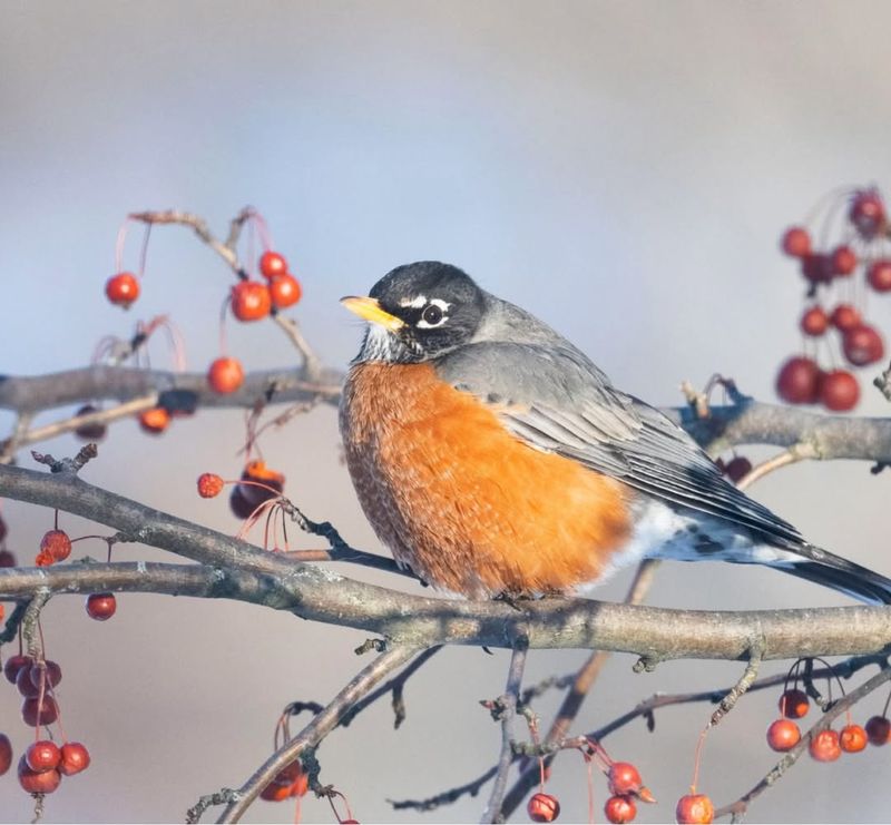 Some Robins Only Move Short Distances In Winter