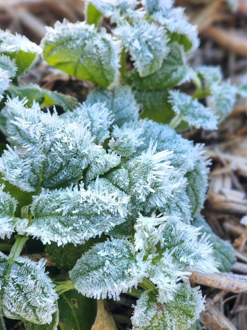 Frost Forms When Heat Escapes From Plant Surfaces Overnight