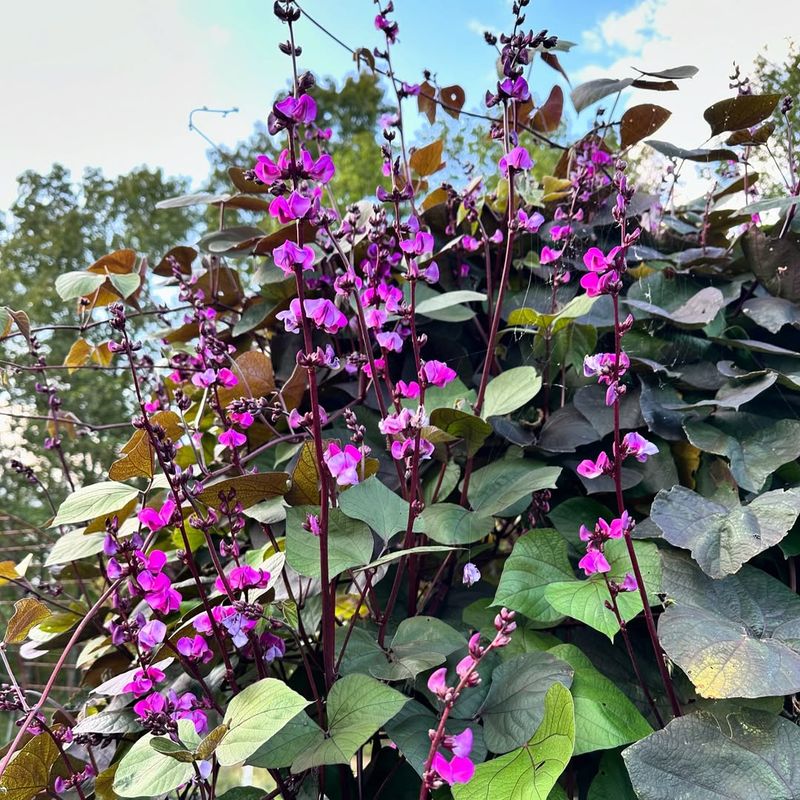 Hyacinth Beans And Okra Thrive Through Georgia's Long Hot Summer