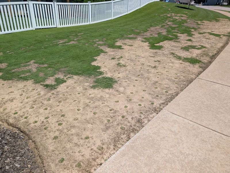 Freeze-Thaw Cycles Stress Grass Along Concrete