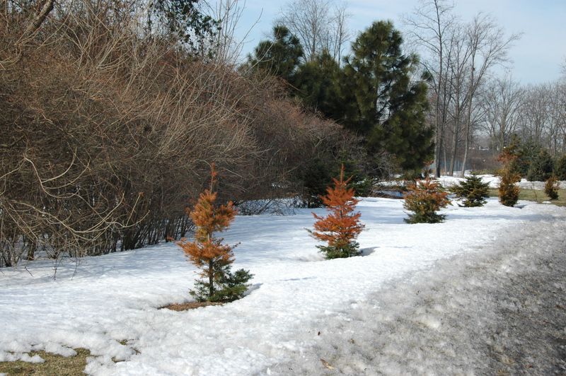 Snow Reduces Winter Desiccation In Perennials