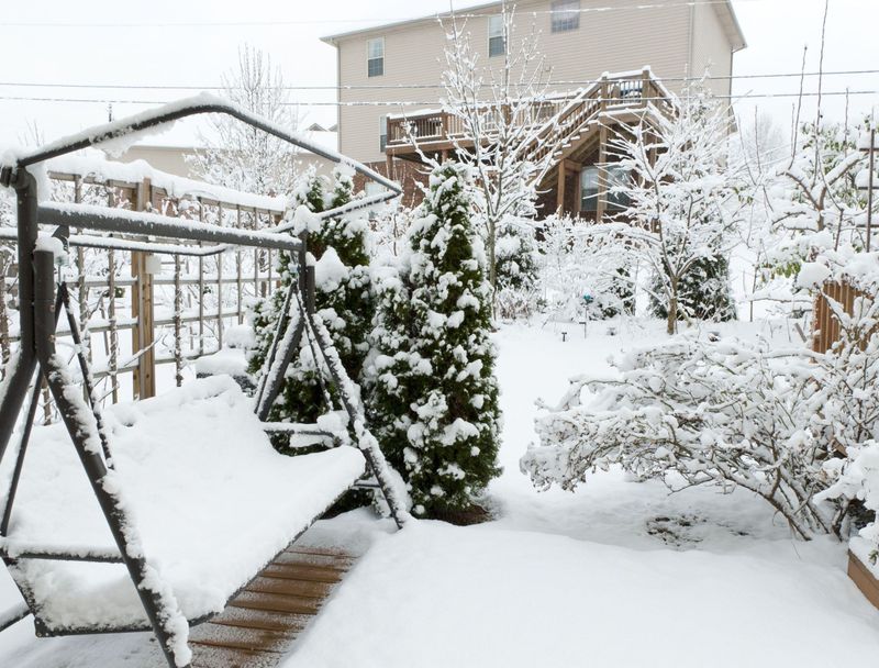 Evergreen Plants Benefit From Snow Cover Around Their Base