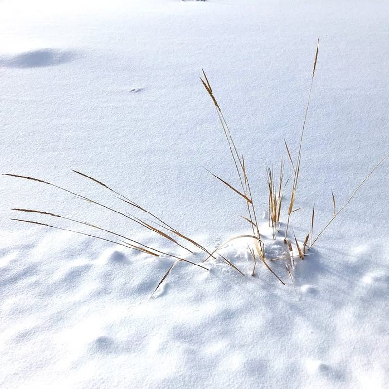 Soil Under Snow Stays Warmer Than Exposed Soil