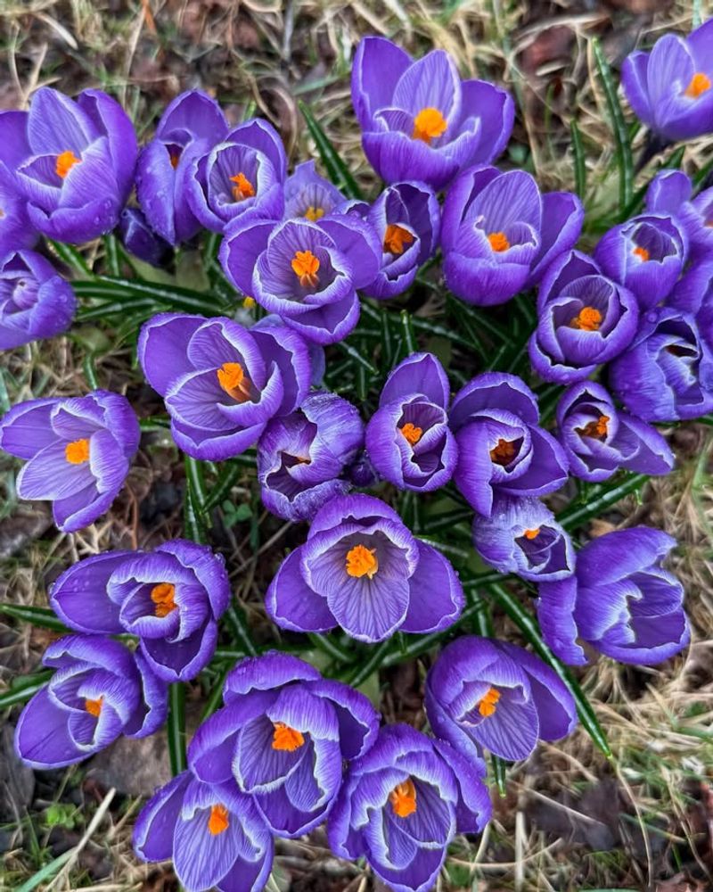 Crocus (Crocus Spp.)