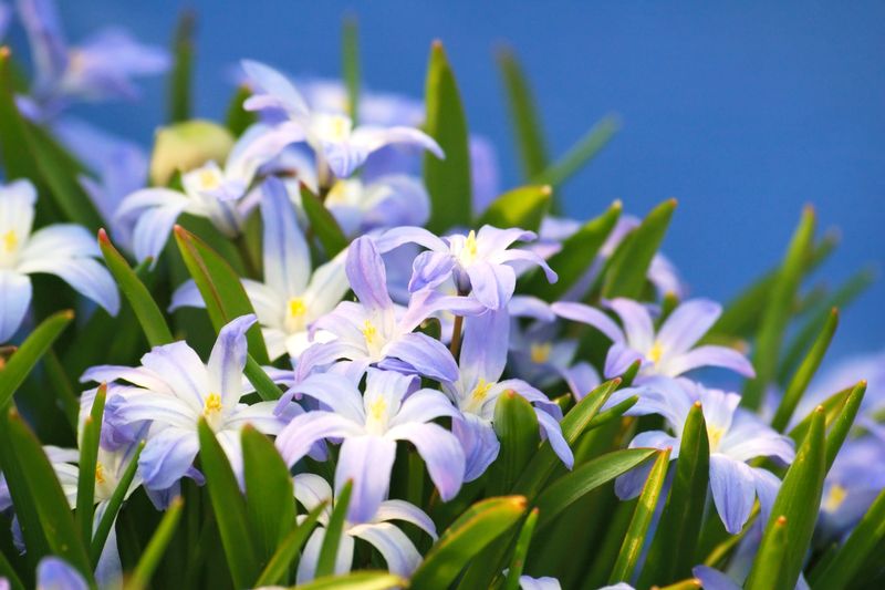Glory-of-the-Snow (Chionodoxa spp.)