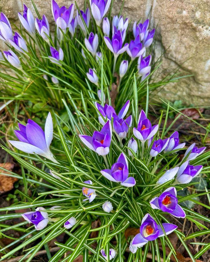 Crocus