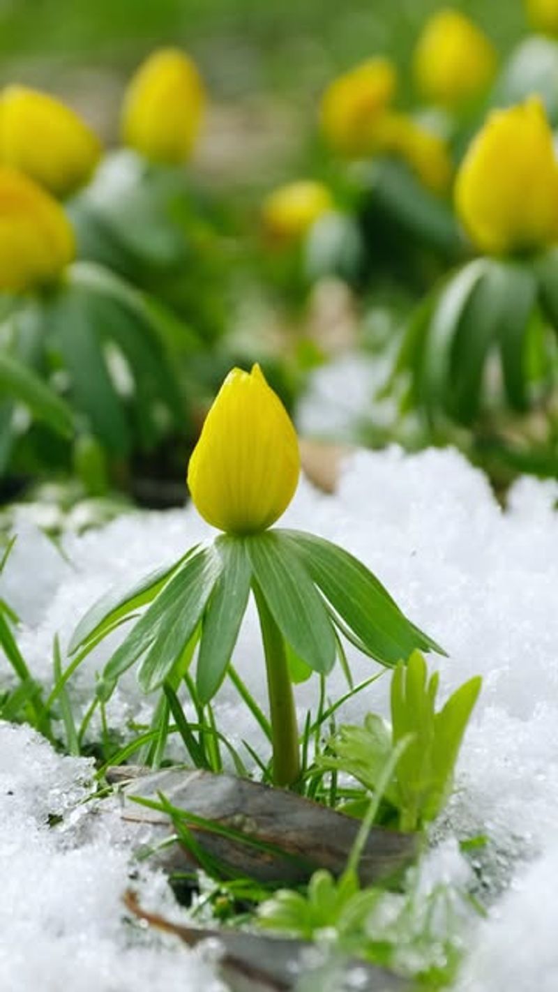 Winter Aconite Brings Bright Yellow Before Spring