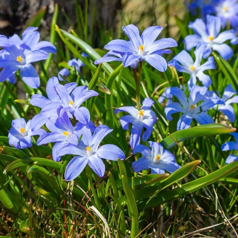 Glory Of The Snow (Chionodoxa Luciliae)