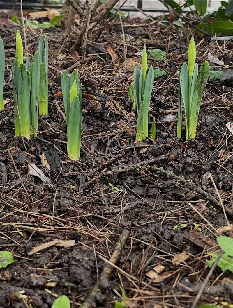 Daffodil Shoots Breaking the Surface