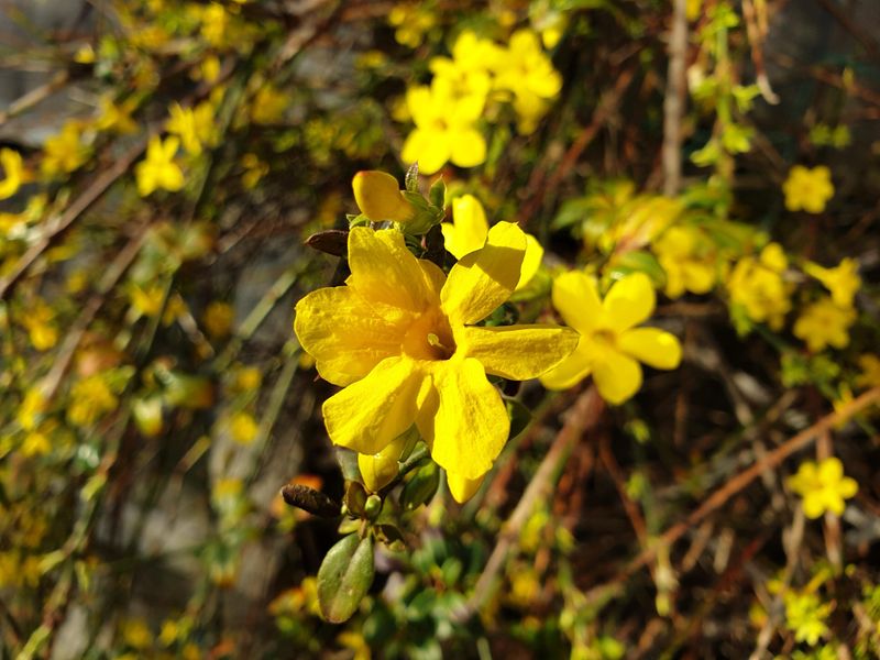 Winter Jasmine