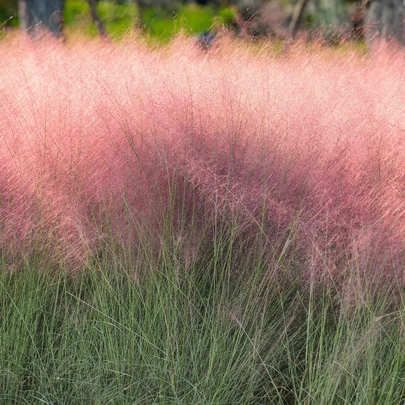 Muhly Grass Creates Big Impact With Zero Seasonal Replanting