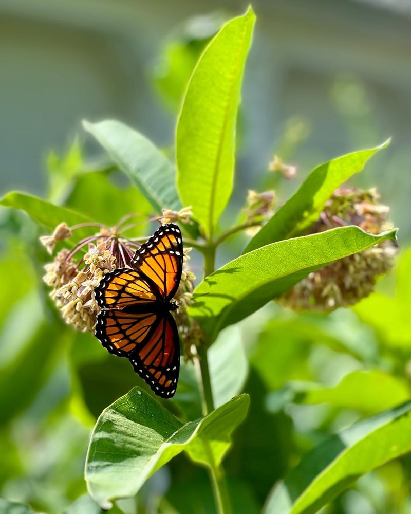 The Plant That Carried Monarch Dreams
