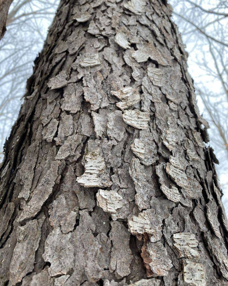 Cracked Bark Or Splitting Branches