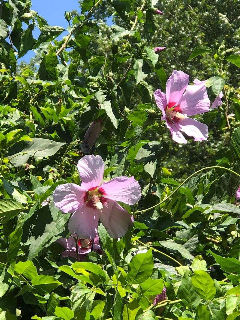 Loose Flower Clusters Add Charm Through Rose Of Sharon