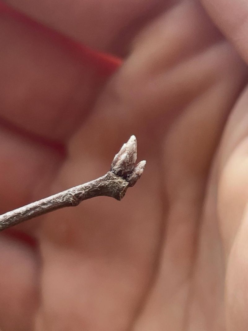 Dry Shriveled Buds Reveal Winter Stress