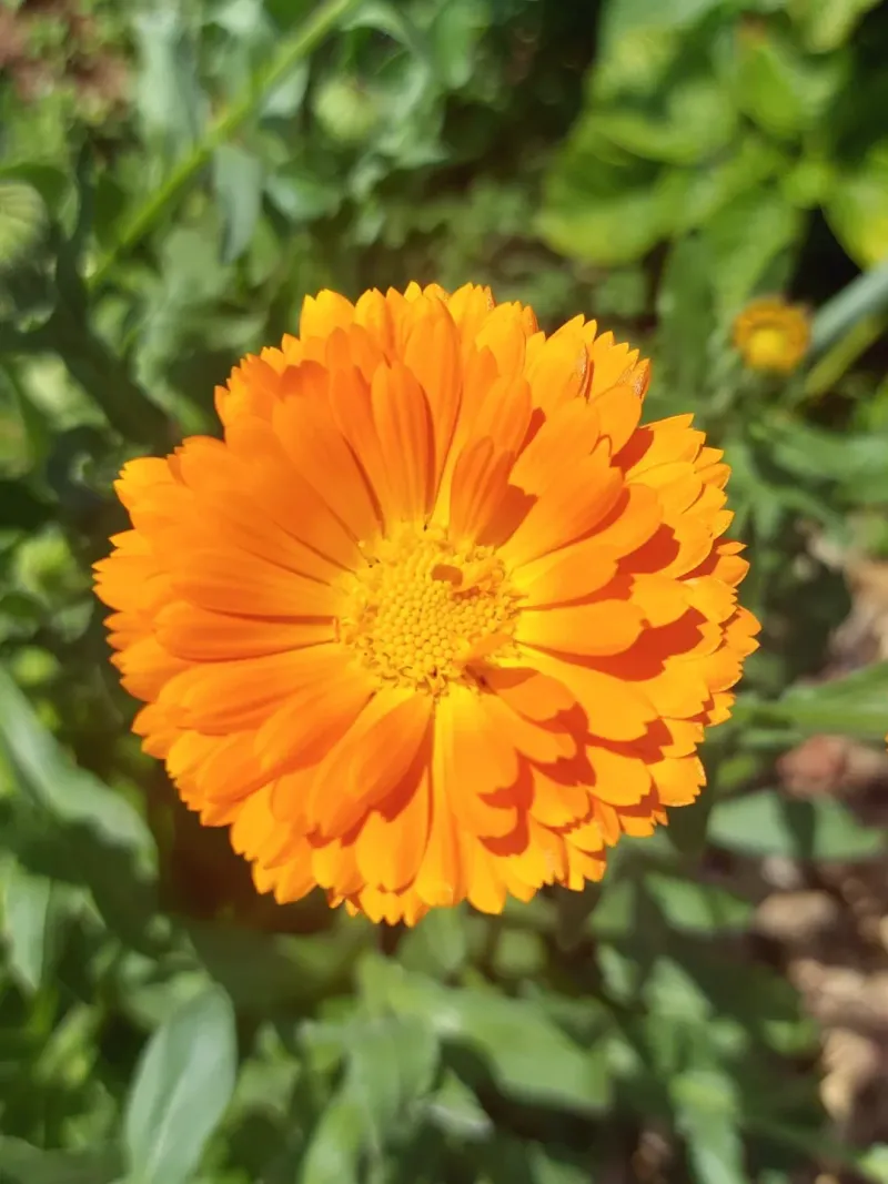 Plant Sunny Calendula For Golden Blooms