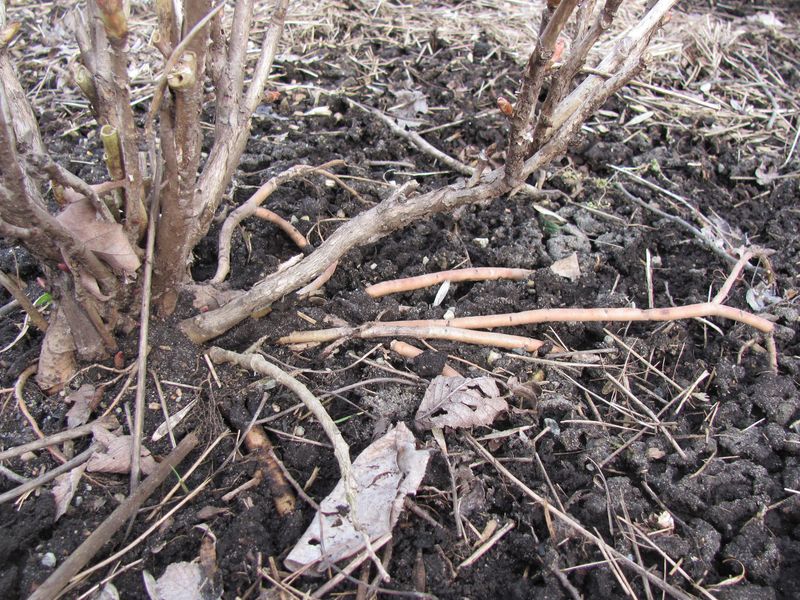 Actions For Plants Already Pushed Up