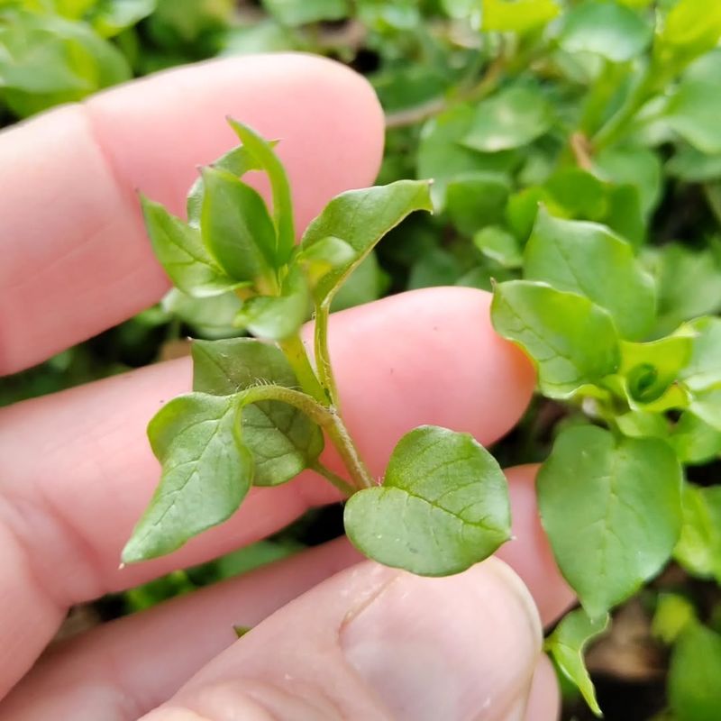 Weed Seeds Haven't Fully Woken Up Yet