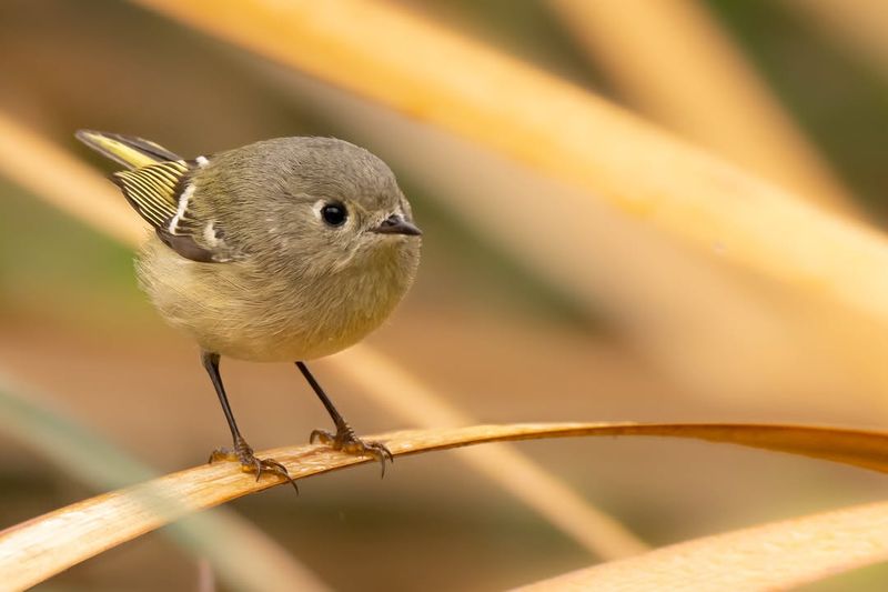 Balancing The Garden Ecosystem