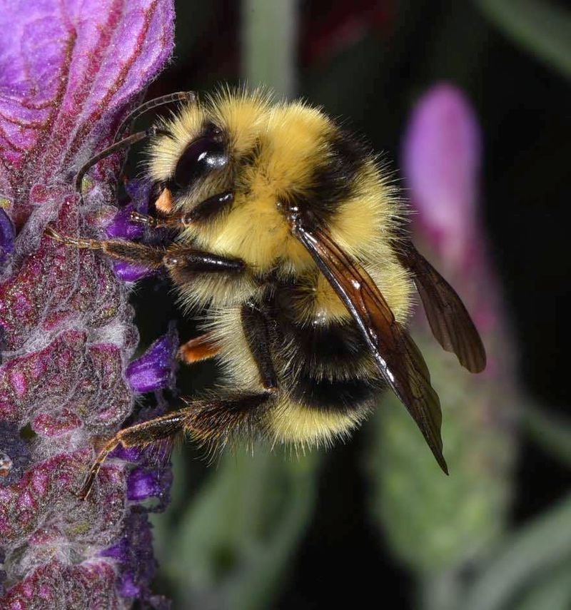 Pollination Windows Are Brief