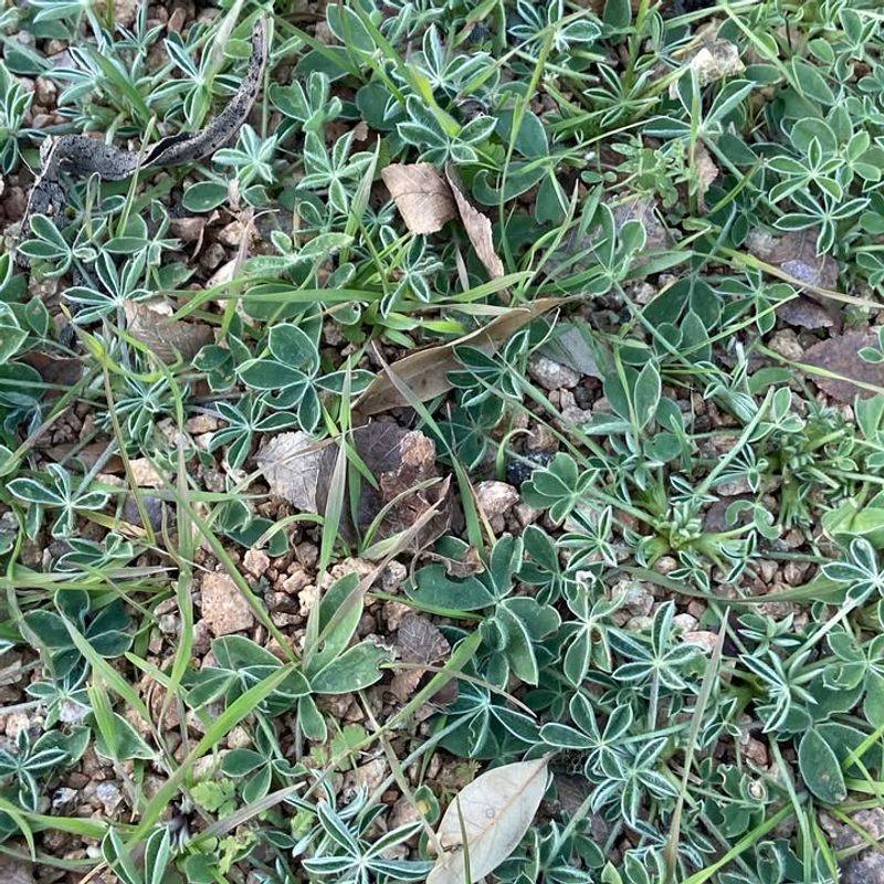 Weed Competition Reduces After Hard Freezes