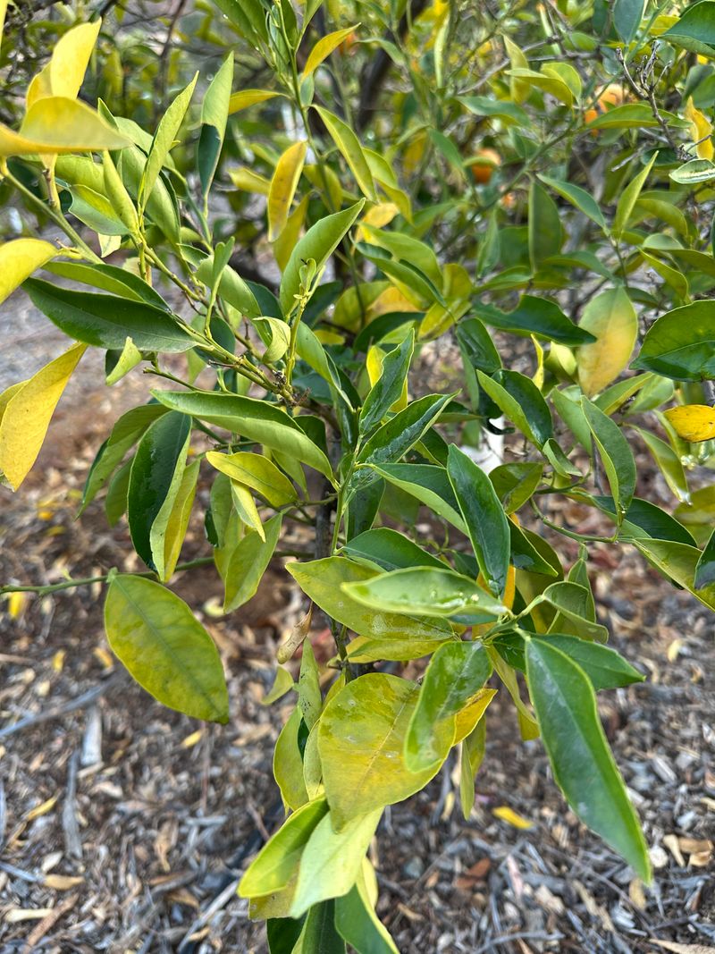 How To Fertilize Citrus Trees For Healthy Regrowth