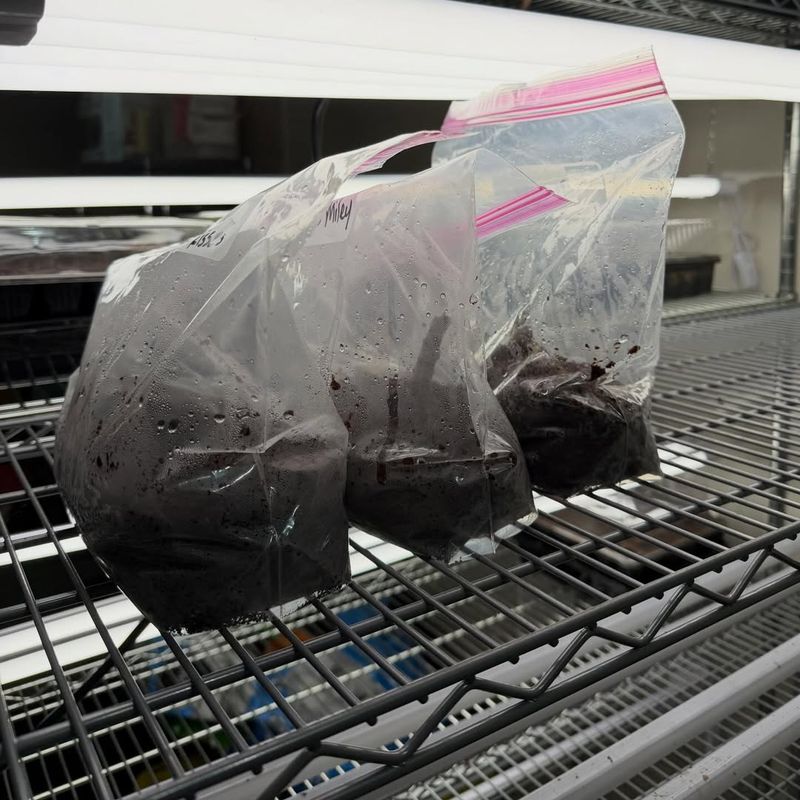 Simple Humidity Tricks That Speed Up Root Formation