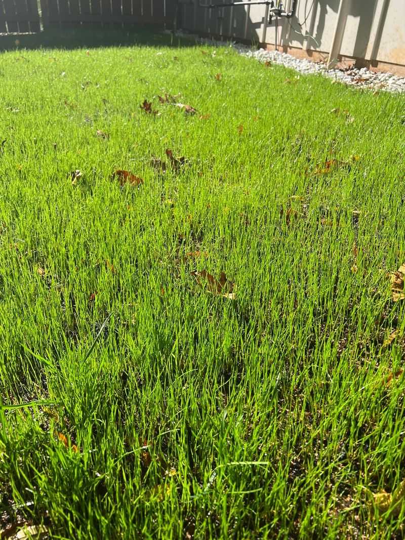 Color Returns Slowly As Lawns Recover