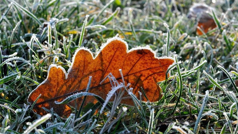 Microclimates Affect Frost Risk Across North Carolina