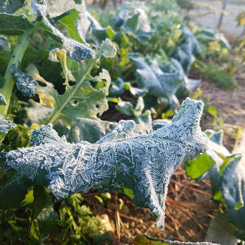 Clear Calm Nights Increase Frost Risk Even In Spring